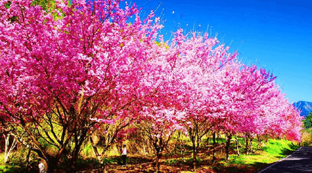 櫻花開好開滿，怎麼能錯過櫻花季節帶來的怦然心動呢？美到都想哭了啦！??