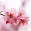 櫻花×水溶性薰香精油×10ml-第2張