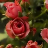 玫瑰×水溶性薰香精油×10ml-第2張