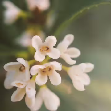 桂花×水溶性薰香精油×10ml