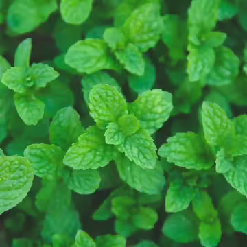 薄荷×水溶性薰香精油×10ml