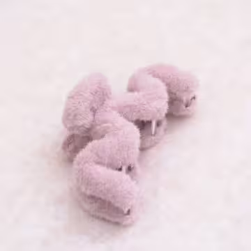 超大M字絨毛×鯊魚夾×共五色